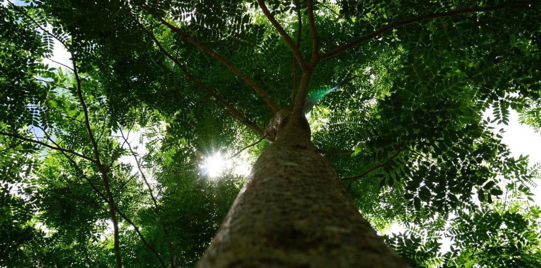 reforestation in nicaragua