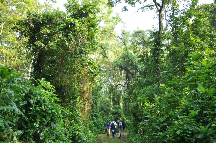 reducing rainforest de-forestation
